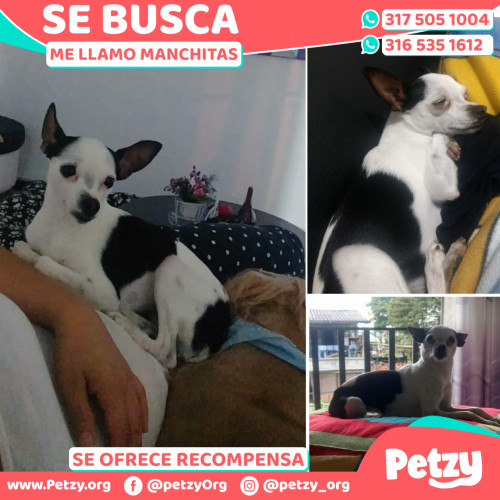 Foto de mascota Manchitas