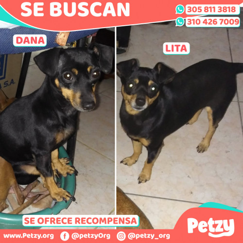 Foto de mascota Dana Y Lita