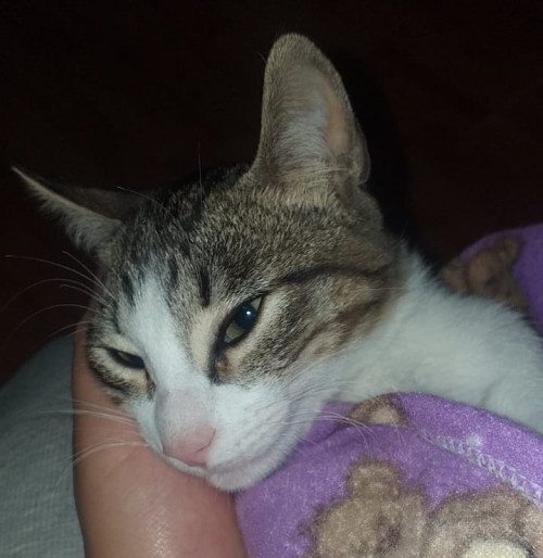 Nala