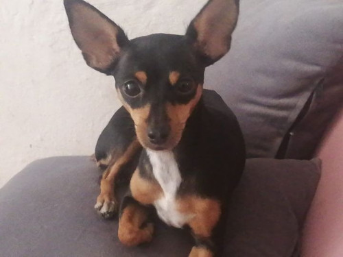 Brida 
