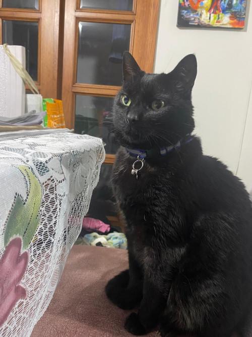 Blacky