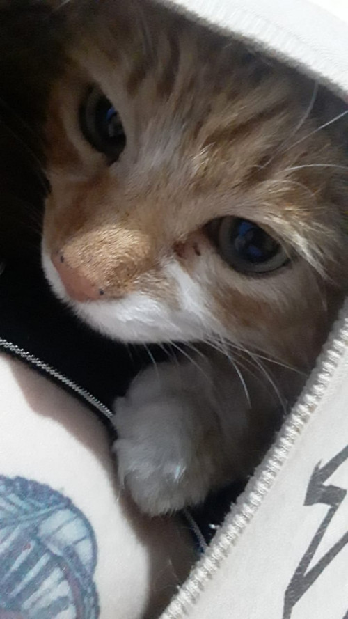 Bombon