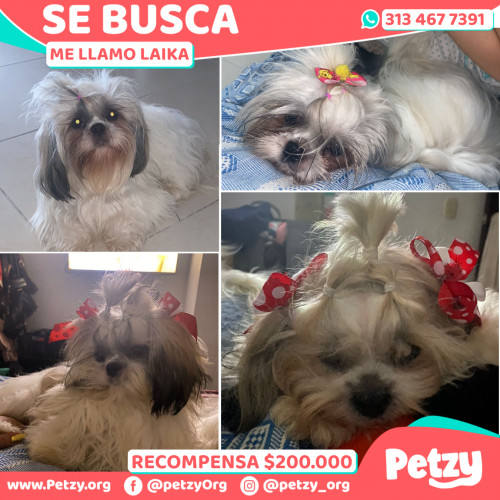 Foto de mascota Laika