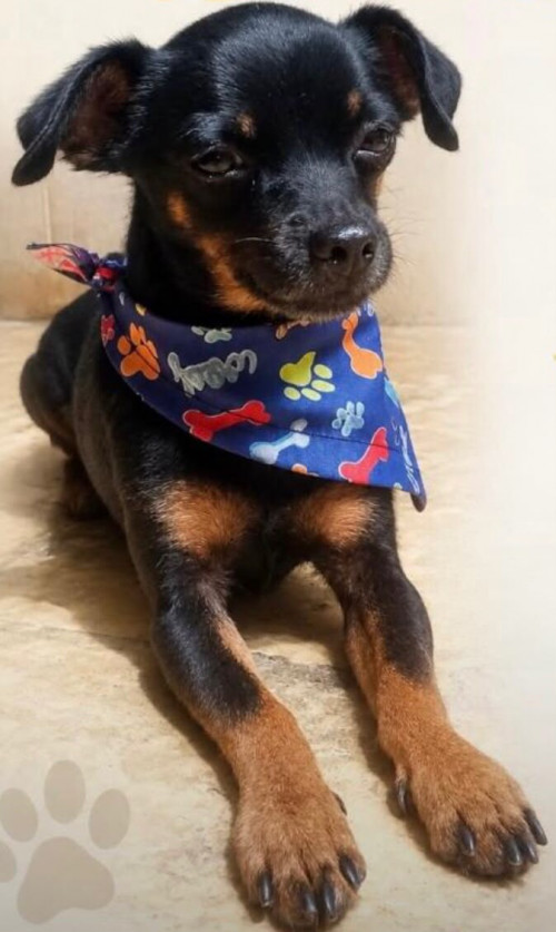 Toby