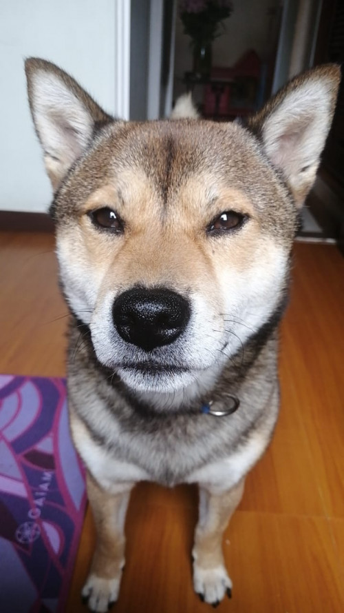 Hatchi 