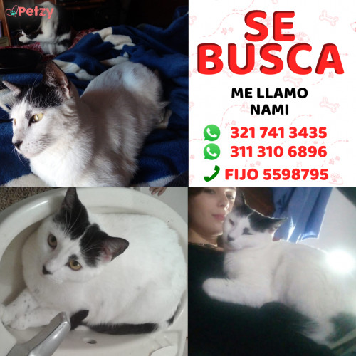 Foto de mascota Nami