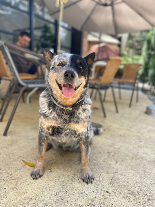 Pipa