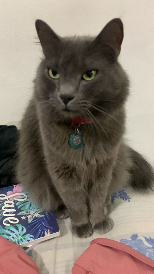 Paco