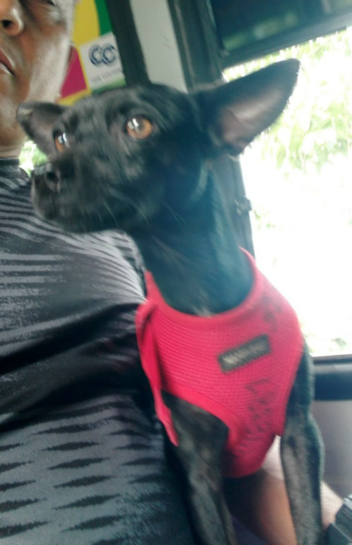 Susi