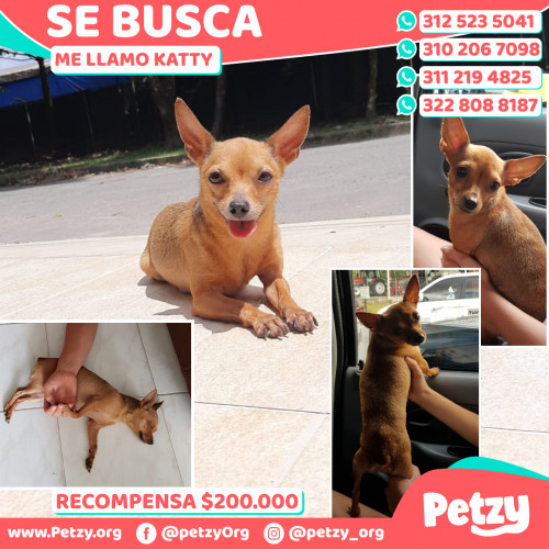 Foto de mascota Katty 