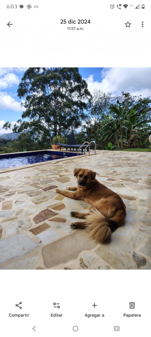 Bruno