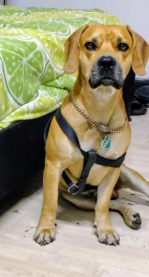 Apolo