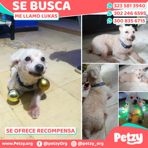 Foto de mascota Lukas