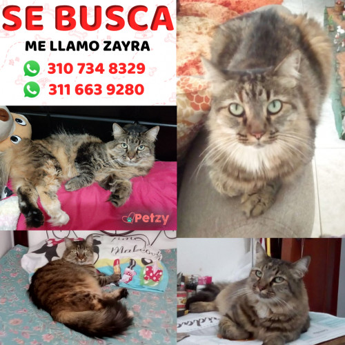 Foto de mascota Zayra