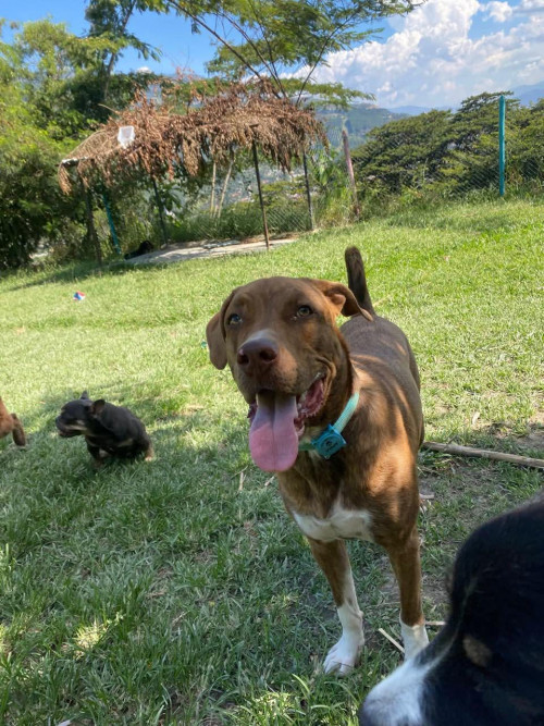 Apolo