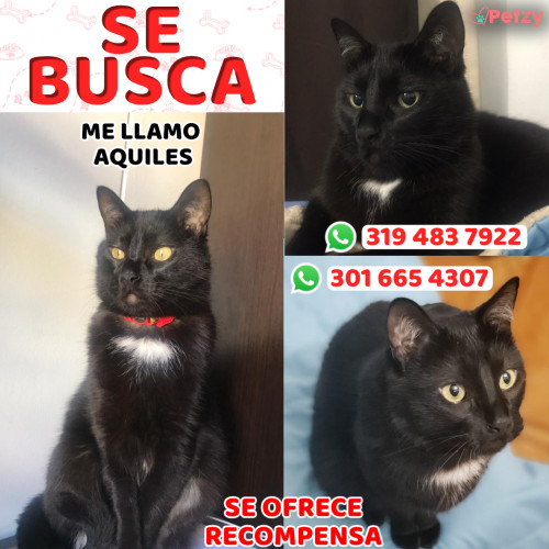 Foto de mascota Aquiles