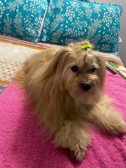 Lulu