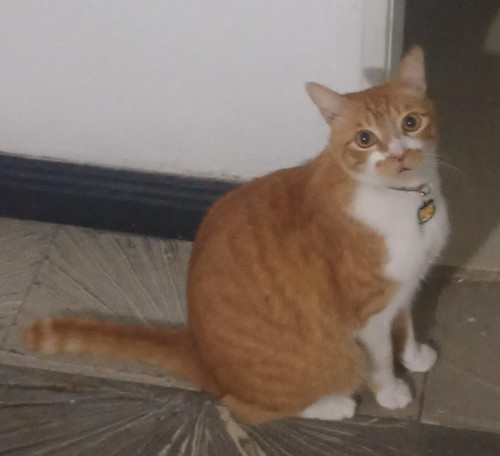 Milo
