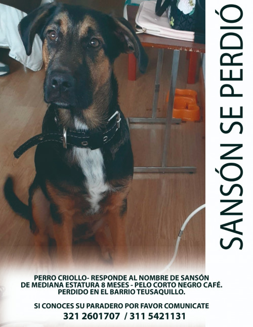 Sansón