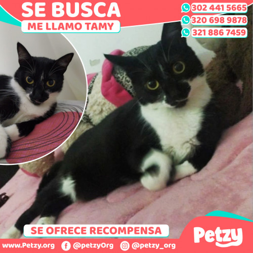 Foto de mascota Tamy