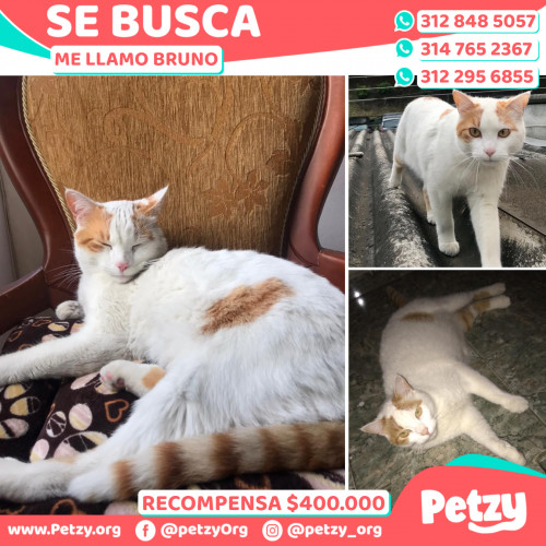 Foto de mascota Bruno