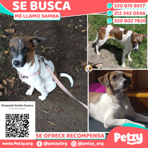 Foto de mascota Samba