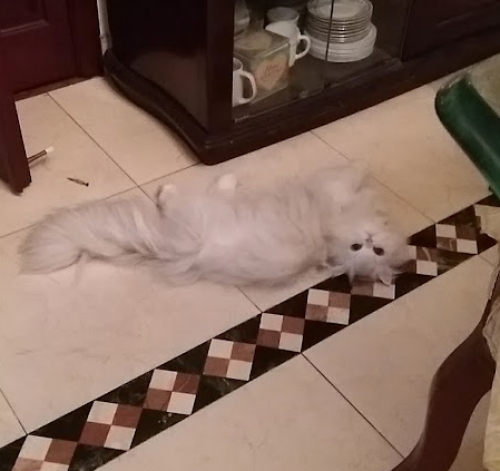 Tephie