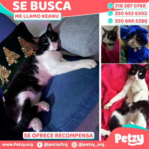 Foto de mascota Keanu 