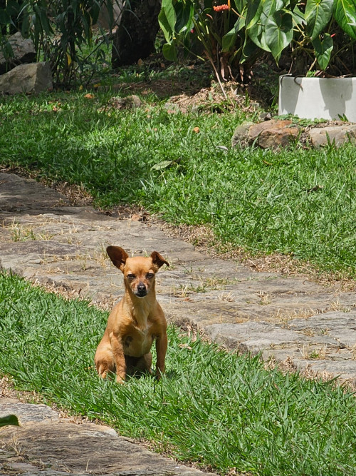Panela