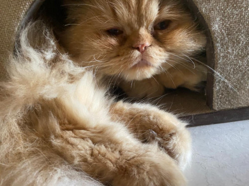 Garfield