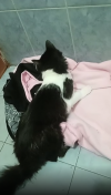 Foto de Gata en  Bogotá #0