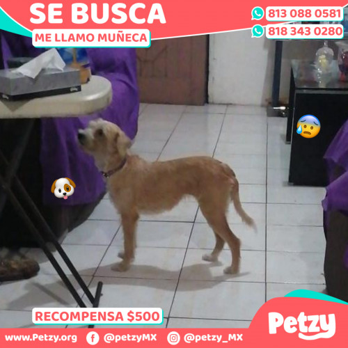 Banner de Muñeca