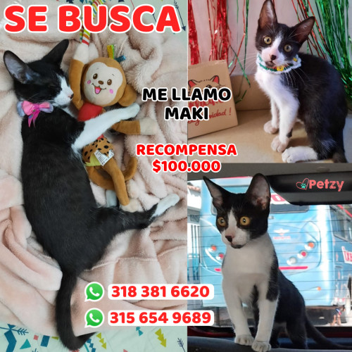 Foto de mascota Maki