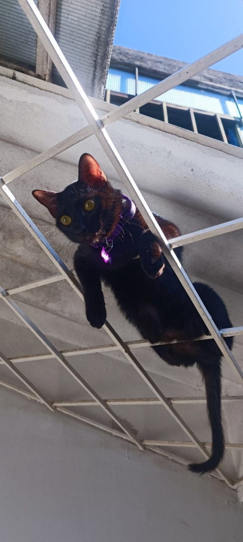 Ella