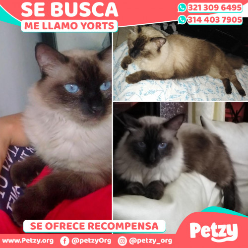 Foto de mascota Yorts