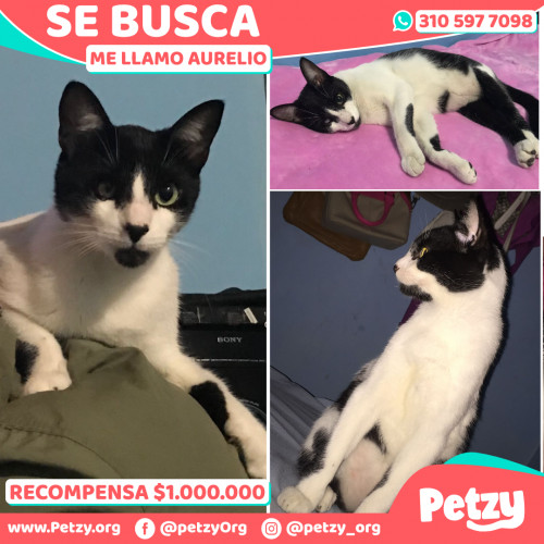 Foto de mascota Aurelio