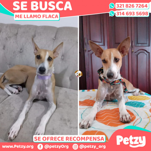 Foto de mascota Flaca