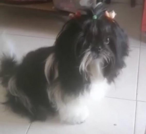 Lulú