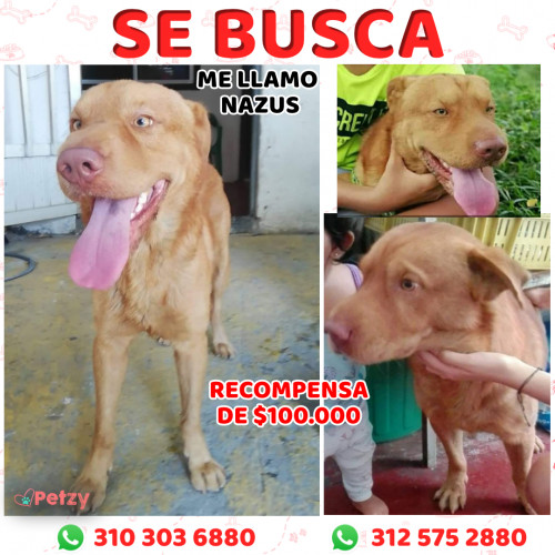 Foto de mascota Nazus