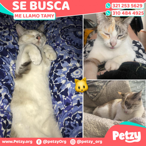 Foto de mascota Tamy