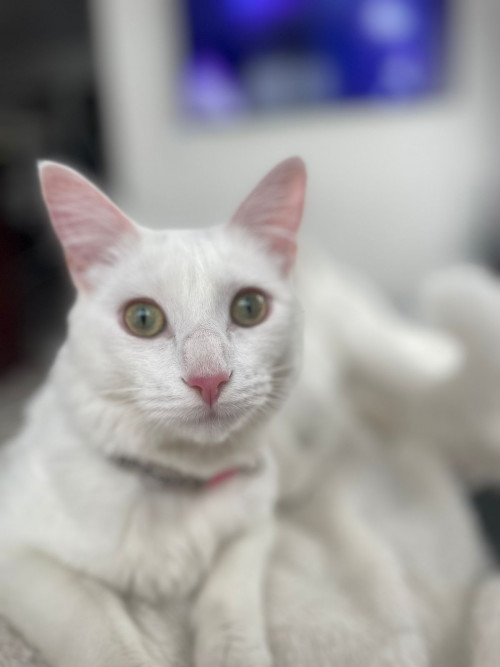 Kitty