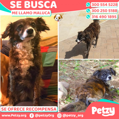 Foto de mascota Maluca