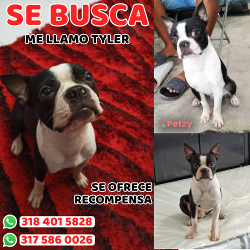 Foto de mascota Tyler