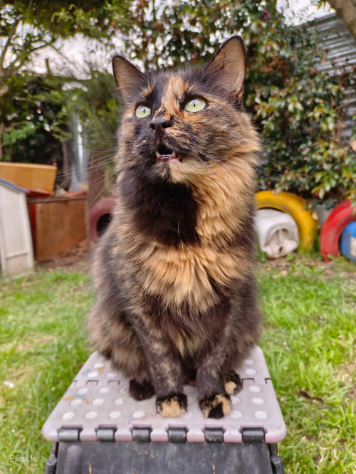 Mocca