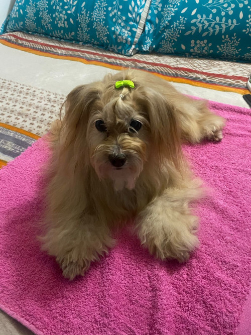 Lulu