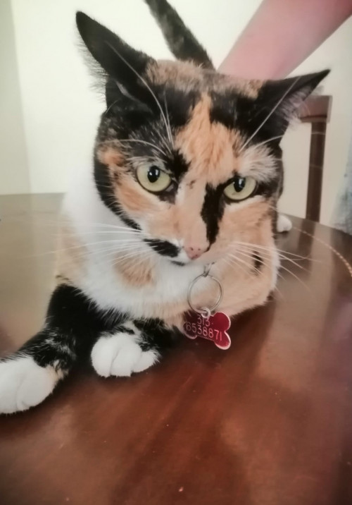 Mía