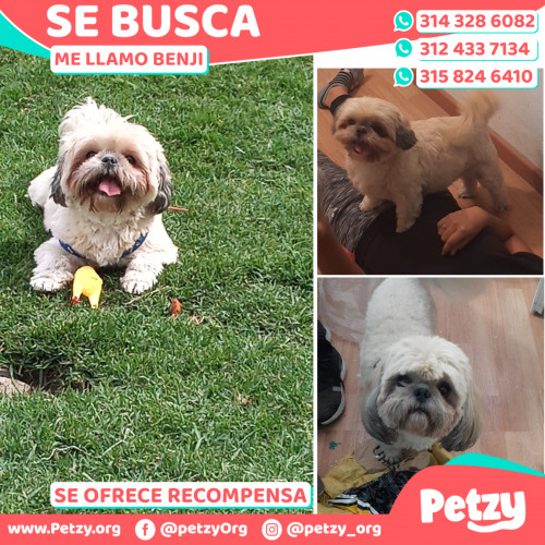 Foto de mascota Benji