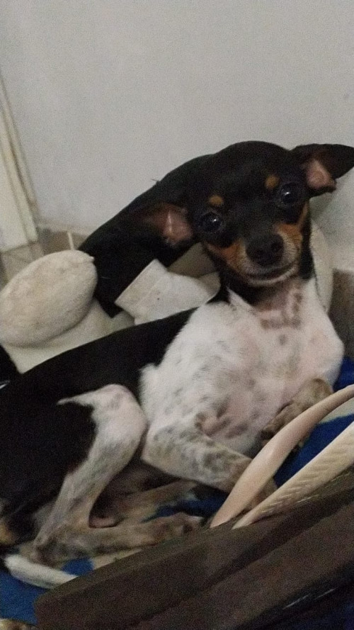 Lilo