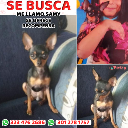 Foto de mascota Samy