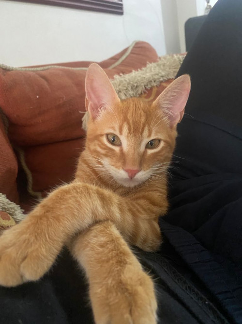 Tom